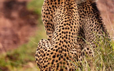 The Best African Animals to See on Safari Tours Wandering the Wild